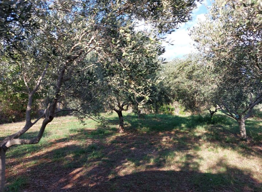 Poljoprivredno zemljište, MASLINIK, 19.000 m2 – 281.000 €