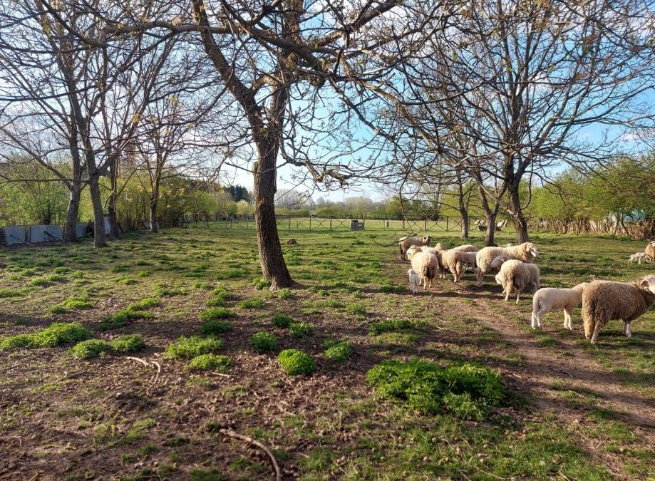 KUĆA SA VELIKOM OKUĆNICOM, POVOLJNO! – BEZ PROVIZIJE!